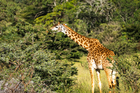 Sansibar: 4-tägige Safari-Reise zum atemberaubenden NatronseeAtemberaubende Lake Natron Safari Reise - Komfortable Unterkunft