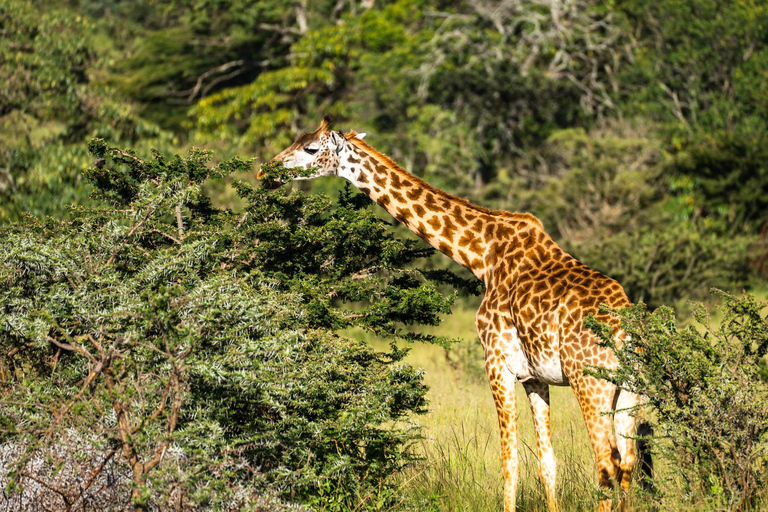 Sansibar: 4-tägige Safari-Reise zum atemberaubenden NatronseeAtemberaubende Lake Natron Safari Reise - Komfortable Unterkunft