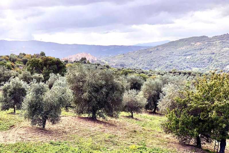 Seggiano: Visita guiada ao olival e degustação de alimentos