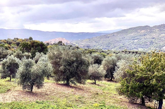 Visit Seggiano Guided Tour of the Olive Grove and Food Tasting in Campagnatico