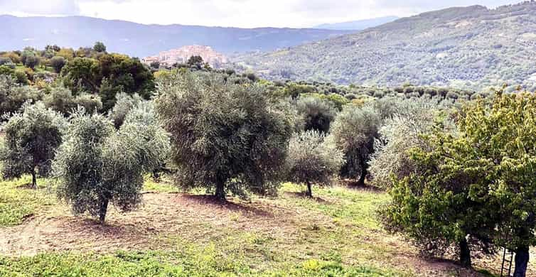 Seggiano: Visita guiada ao olival e degustação de alimentos