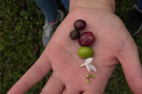 Minca Coffee Farm Tour with Coffee Tasting & Lunch La Candelaria Coffee Farm Tour with Coffee Tasting & Lunch