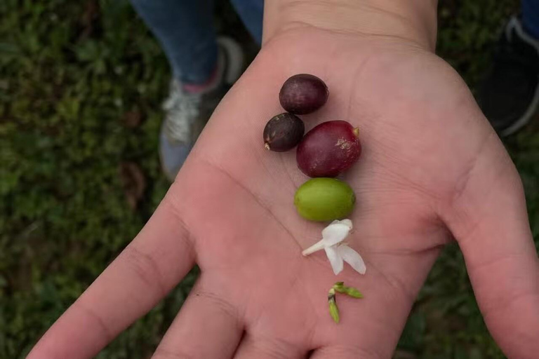 Minca Coffee Farm Tour with Coffee Tasting & Lunch La Candelaria Coffee Farm Tour with Coffee Tasting & Lunch