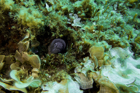 Corfu: Scuba Diving and Snorkeling from a Boat Let's go scuba diving!