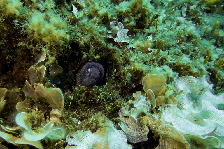 Corfu: Scuba Diving and Snorkeling from a Boat Let's go scuba diving!