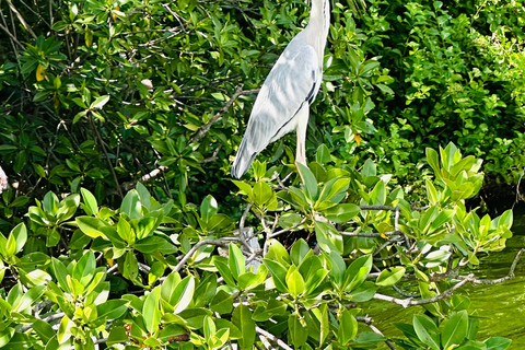 Negombo Dutch Canal & River Birding Wildlife Boat tour