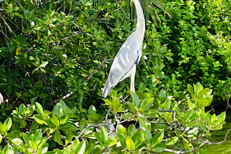 Negombo Dutch Canal & River Birding Wildlife Boat tour