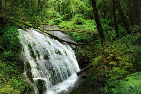 Trekking w Parku Narodowym Doi Inthanon i Pha Dok Siew Trail TrekWycieczka do Parku Narodowego Doi Inthanon i Pha Dok Siew Trail Trek