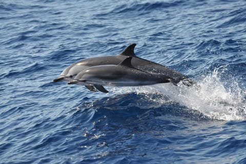 Gran Canaria Delfin-Safari und ein Bad