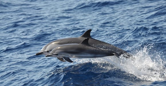 Gran Canaria Dolphin Safari and a Swim