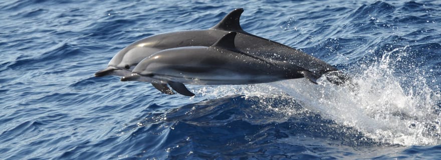 Safari dauphins et baignade à Grande Canarie