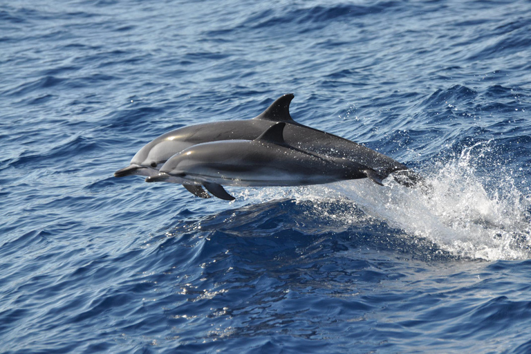 Gran Canaria Dolphin Safari and a swim