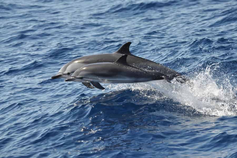 Gran Canaria Delfin-Safari und ein Bad. Foto: GetYourGuide