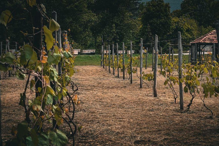 Ijevan: Visita à fábrica de vinho e aguardente com prova