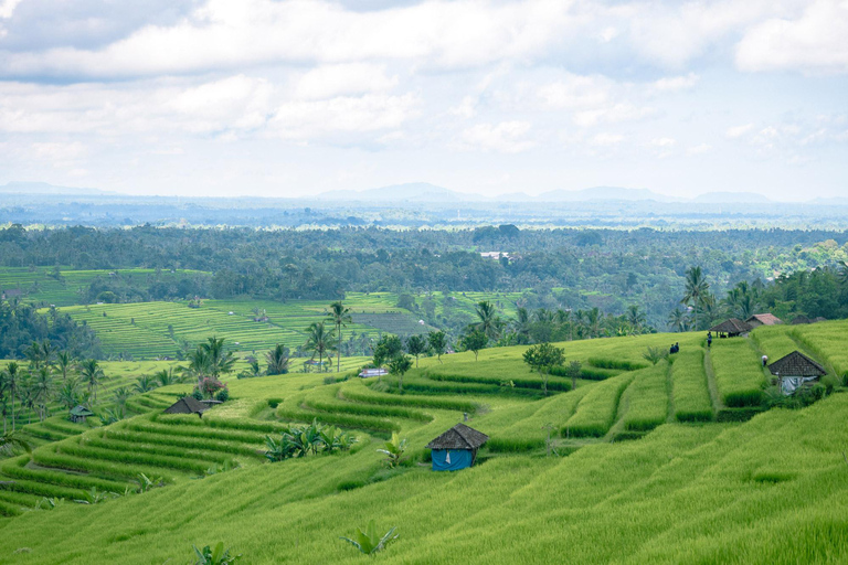 Bali: Tour particular de um dia na Ilha do Norte com a Cachoeira BanyumalaTour sem taxas de entrada