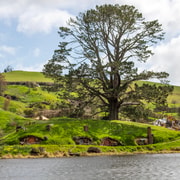 From Auckland: One-Way Tour to Rotorua via Hobbiton From Auckland: One-Way Tour to Rotorua via Hobbiton