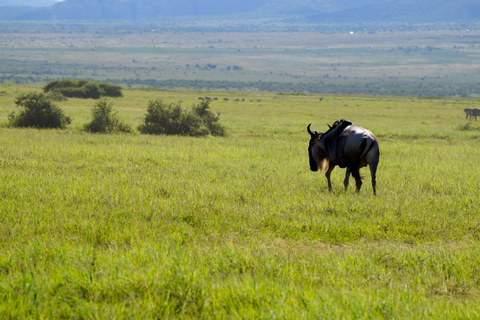 Arusha: Lake Natron Day Trip (Lake Walk &amp; Waterfall Hike)