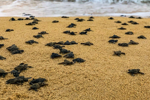 Bali: Glass Bottom Boat & Turtle Conservation Tour