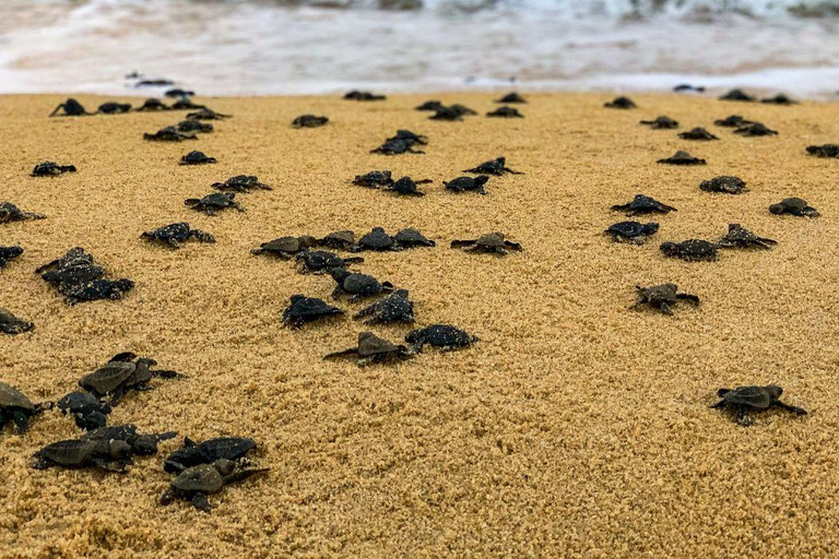 Bali: Glass Bottom Boat & Turtle Conservation Tour