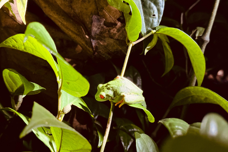 Tortuguero: Scopri la vita notturna nascosta della foresta pluviale