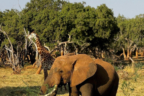 Mombasa/Diani: 2-Day Tsavo East Safari with Meals Private day tour to Tsavo East National Park - VAN