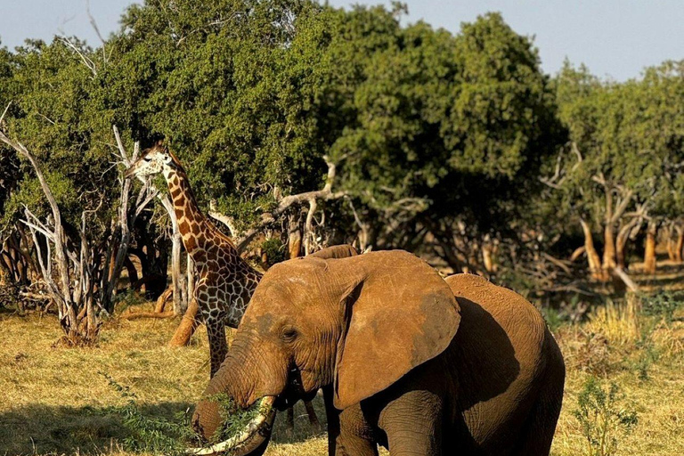 Mombasa/Diani: 2-Day Tsavo East Safari with Meals Private day tour to Tsavo East National Park - VAN