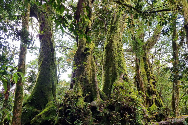 Côte d'Or : Kangourous, forêt tropicale et chutes d'eauVisite privée