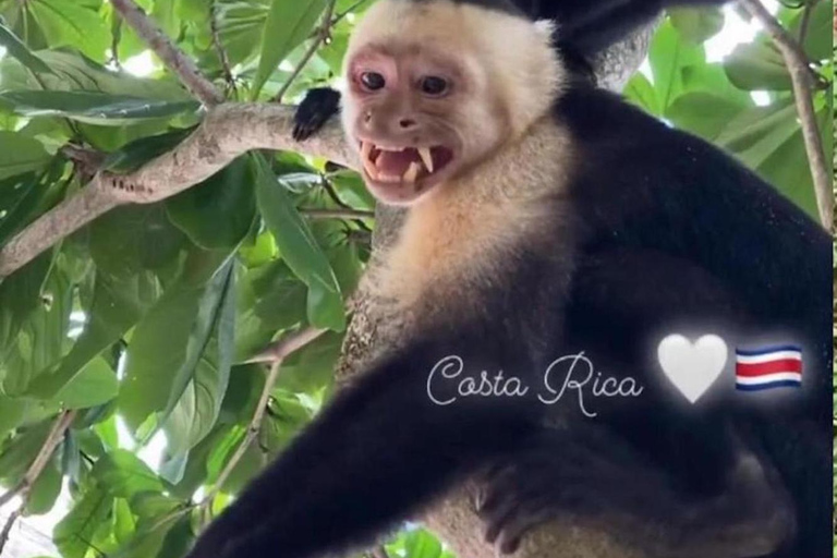 Jaco: Snorkeling Tour with White Sand Beach Visit