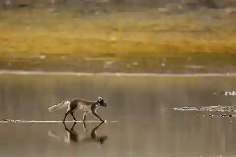 Longyearbyen: Safari z dziką przyrodą i piesza wycieczka fotograficzna