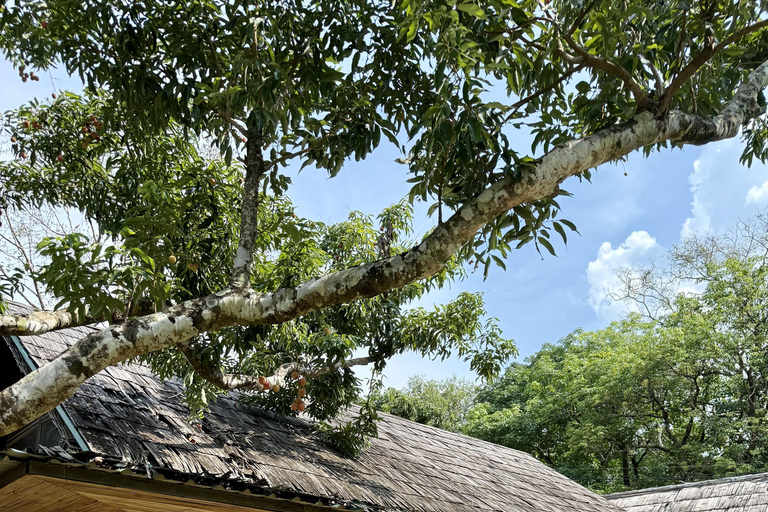 مغامرة شيانغ ماي ليوم كامل: المشي لمسافات طويلة، والتزحلق على الأنابيب، ومشاهدة الفيلةالرحلات، وا