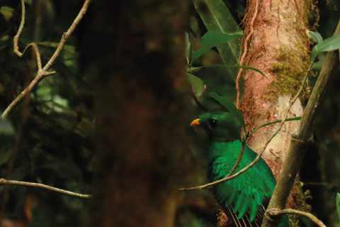 Boquete: Birdwatching in the wild, Chiriquí Boquete, Chiriquí: The charm of birds