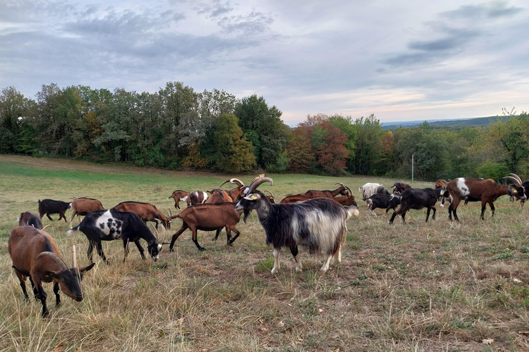 Guided tour of Rocamadour