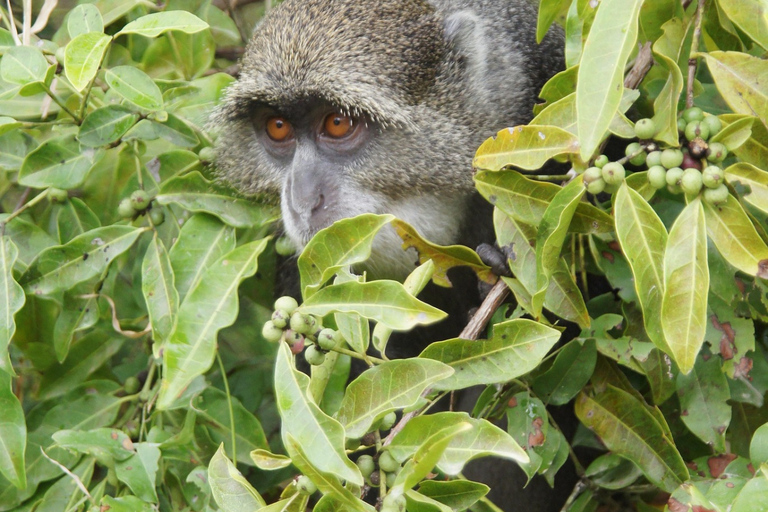 Jozani Forest Monkeys & Salaam Cave Turtles with Lunch