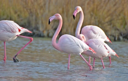 Aigues Mortes, Jeep Photo Safari in Camargue - Housity