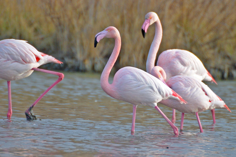 Aigues Mortes: Jeep Photo Safari w Camargue