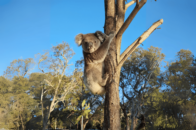 Isola di North Stradbroke: Escursione di un giorno con la fauna selvatica e la spiaggia8:30 YHA Brisbane City Servizio di prelievo