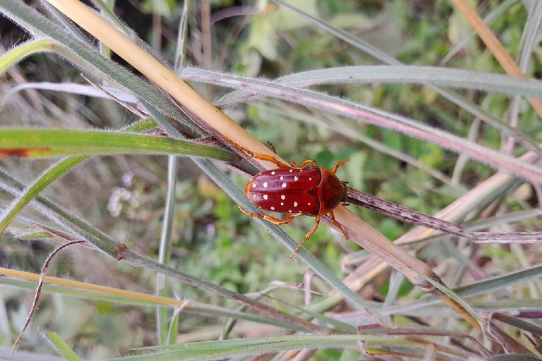 Kakamega Bos: Vogelsafari