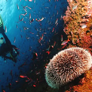 Discover Scuba Diving in Boracay Discover Scuba Diving in Boracay