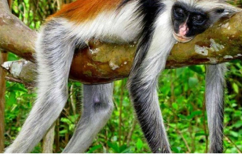 Zanzibar: Jozani forest, stone town tour & Prison island Private tour With Hotel pick up and drop off included