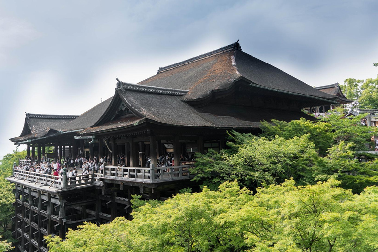 Entdecke Nara, Kiyozumi-dera &amp; Fushimi Inari von Osaka aus