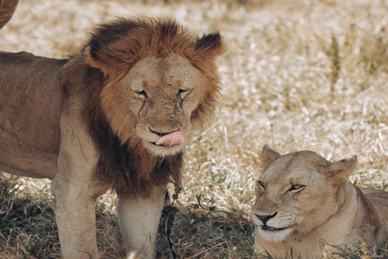 Z Zanzibaru z przelotem: Jednodniowe safari w Parku Narodowym Mikumi