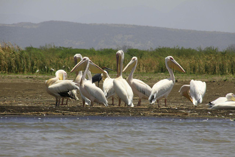 Nairobi: Lake Nakuru National Park and Lake Naivasha Tour