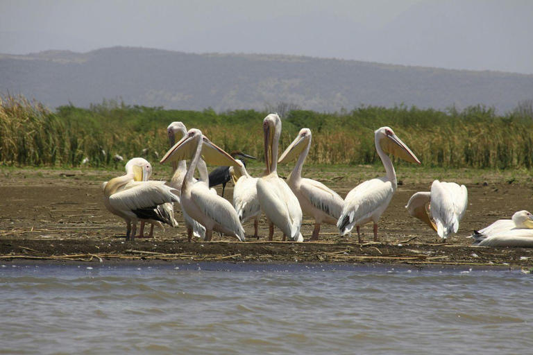 Nairobi: Lake Nakuru National Park and Lake Naivasha Tour