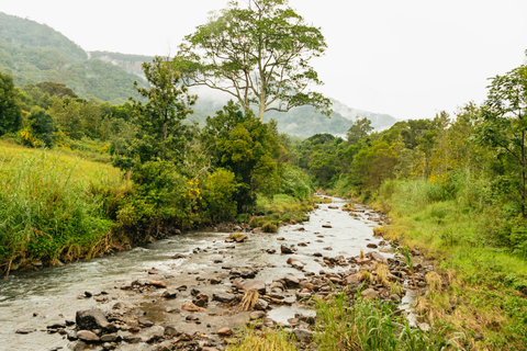 Rainforests and Glow Worm Cave: Day Tour from Brisbane