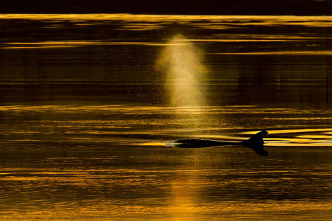 Inverness: Wildlife Watching Cruise to Chanonry Point