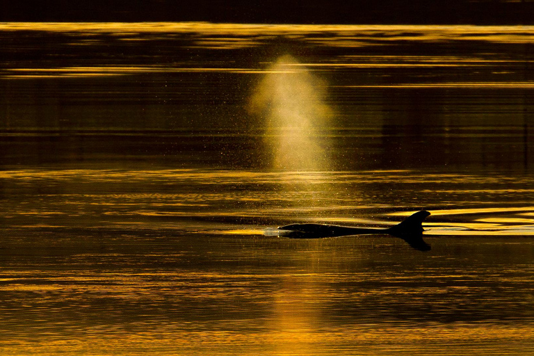 Inverness: Crucero de observación de la fauna a Chanonry Point