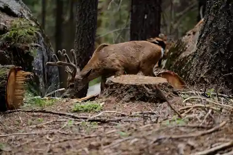 Sequoia National Park: Sherman Tree & Congress Trail Walk
