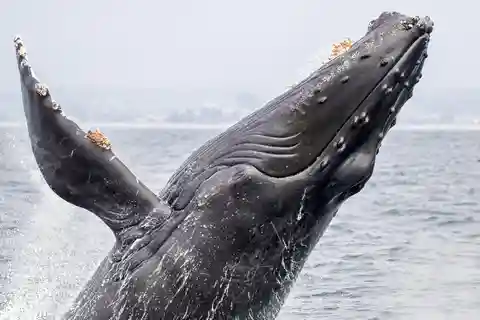 Costa Rica: Val- och delfinskådning