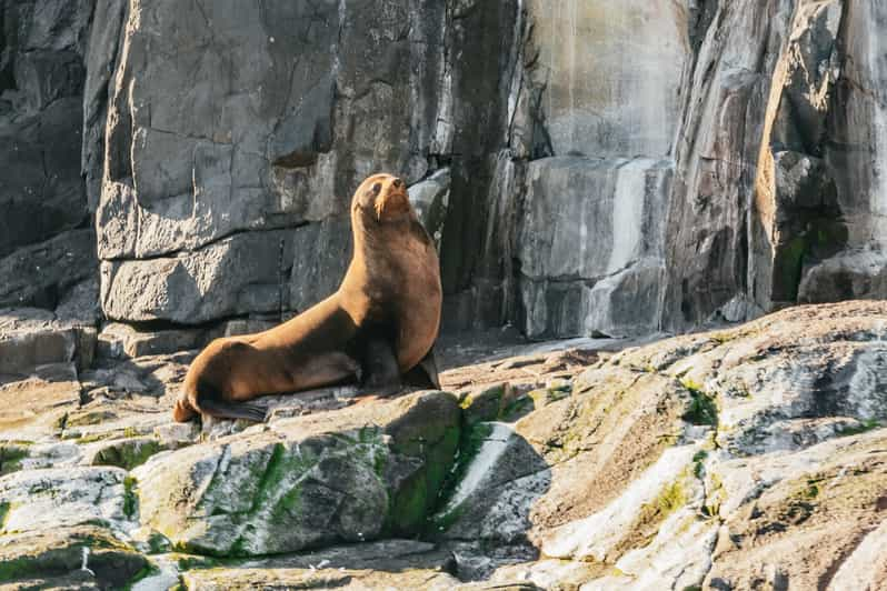 From Hobart/Adventure Bay: Bruny Island Wilderness Cruise | GetYourGuide