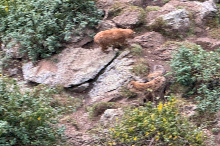 Akaro Village Sunrise & Sunset Wildlife Hike – Entoto